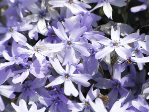 芝桜にゃ青があるのです